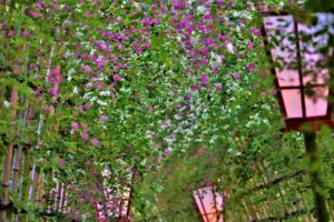 秋色に囲まれて幸せってね 東京都墨田区向島百花園にて もっともっとワクワクの君へ